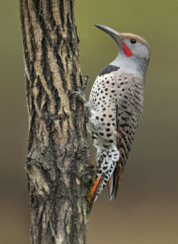 Woodpecker proof Calgary siding